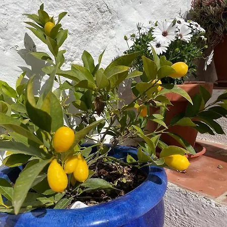 Hotel Almohalla51 Archidona